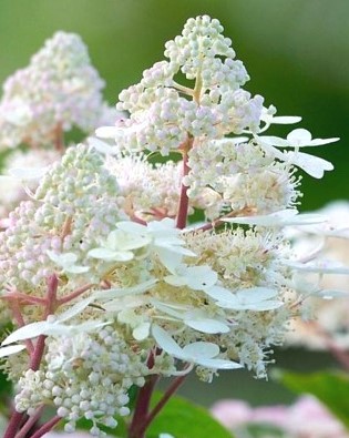 Гортензия метельчатая Эрли Гарри